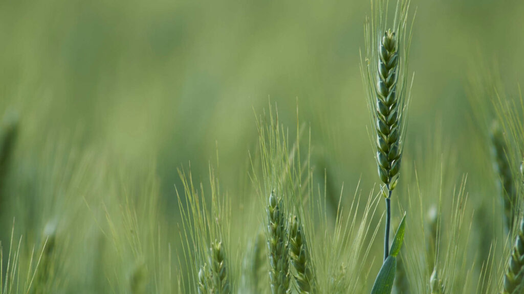 Green wheat field with a single tall stalk in focus, set against a soft green blurred background.